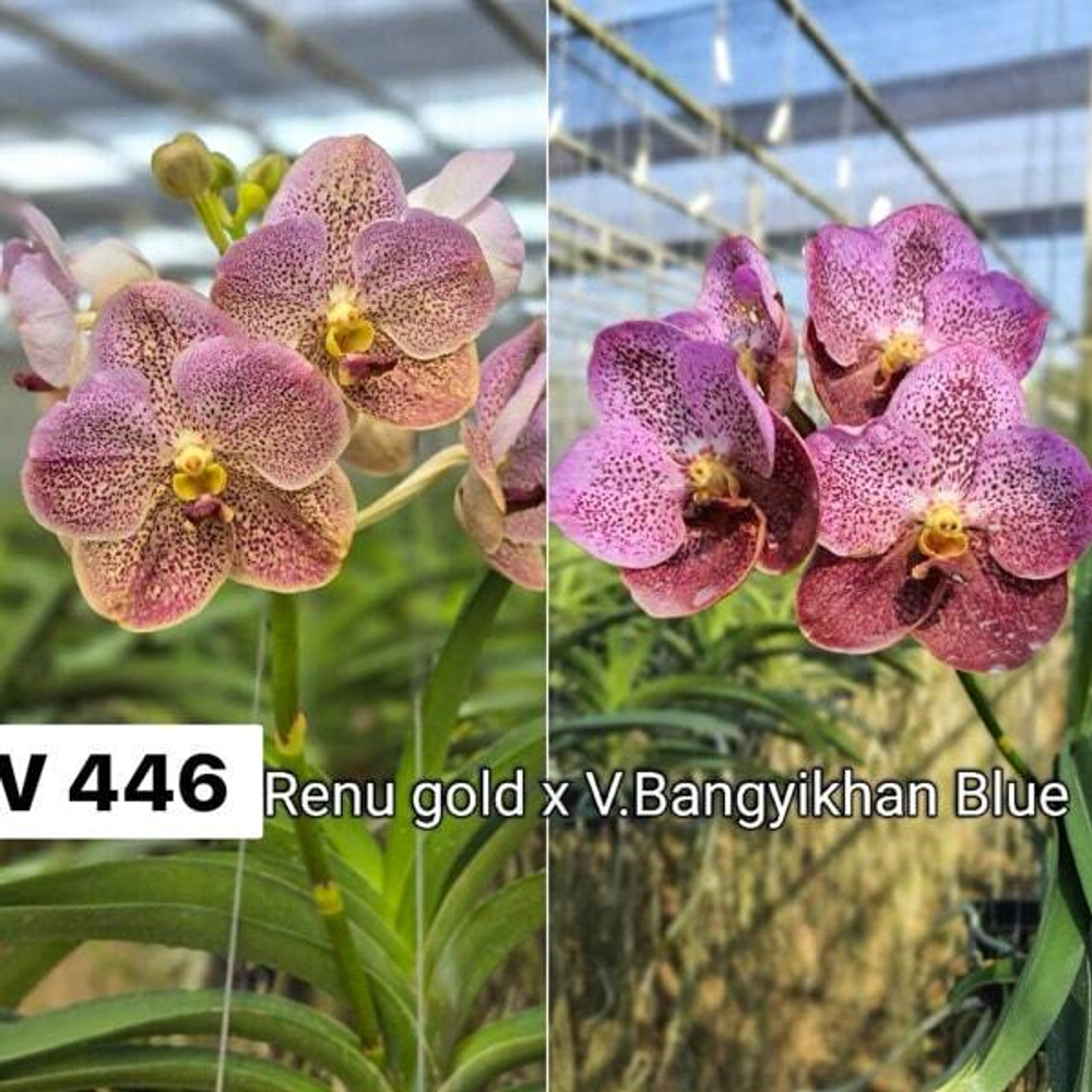 Ванда V RENU GOLD X V BANGYIKHAN BLUE #446