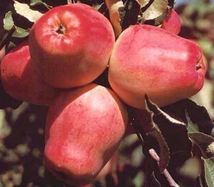 Яблоня Кандиль Орловский (ОКС)