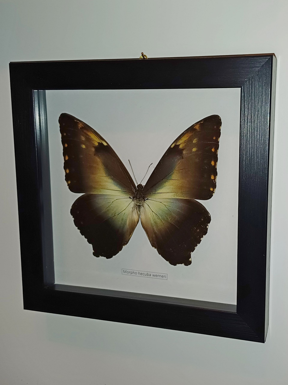 Бабочка Morpho hecuba werneri в рамке