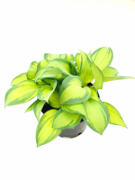 Хоста микс СП