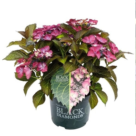 Black Diamonds Dark Angels Purple/Блэк Даймондс  Дарк ангел Парпл (Стандарт поставки Р9)2025г.