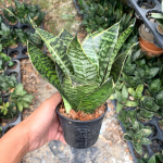 Сансевиерия DWARF GOLD MARGINATA