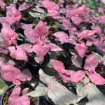 Сингониум PINK JAPAN (P70)