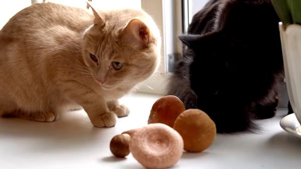 Грибы и домашние питомцы: когда лесная находка становится угрозой Грибы и домашние питомцы: когда лесная находка становится угрозой