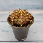 Gymnocalycium T-Rex Pink hybride (Гимнокалициум T-rex)