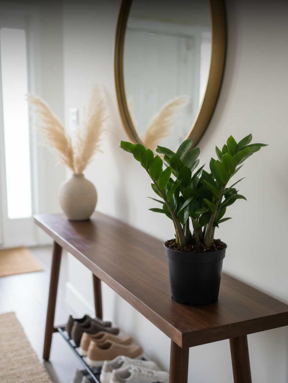 Замиокулькас Pointed Leaf д. 12