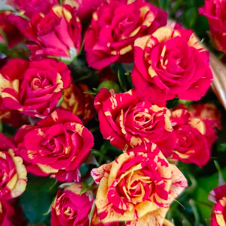 Корзина с кустовыми розами сорта "Fire flash"