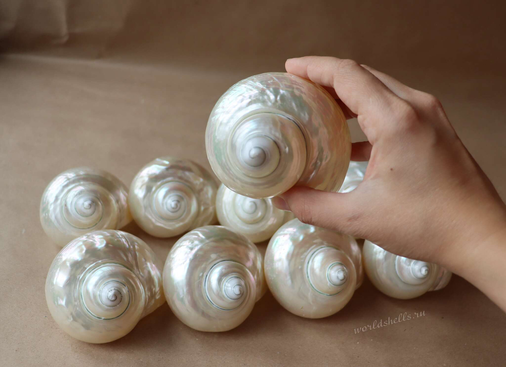 Морская ракушка Турбо Перламуровая