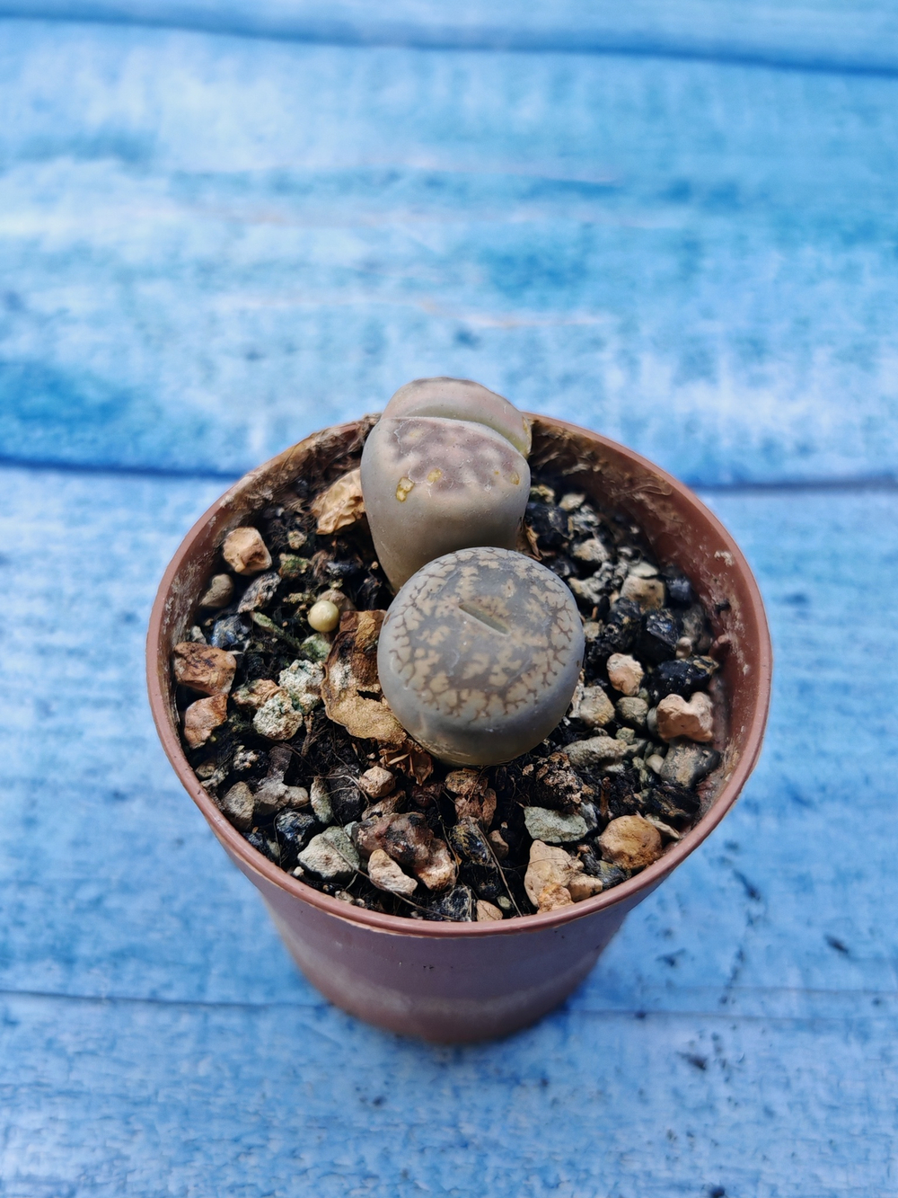 Lithops sp. (Литопсы)