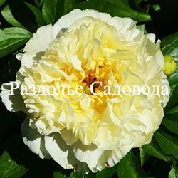 Пион Санни Гёрл