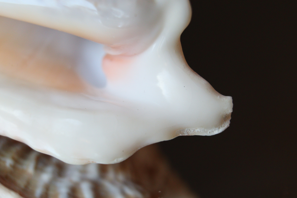 Ракушка Стромбус Ранинус (Lobatus raninus)