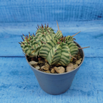 Euphorbia meloformis f. Variegated (Эуфорбия вариегатная)