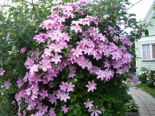 Клематис гибридный Комтесс де Бушо трехлетка наличие