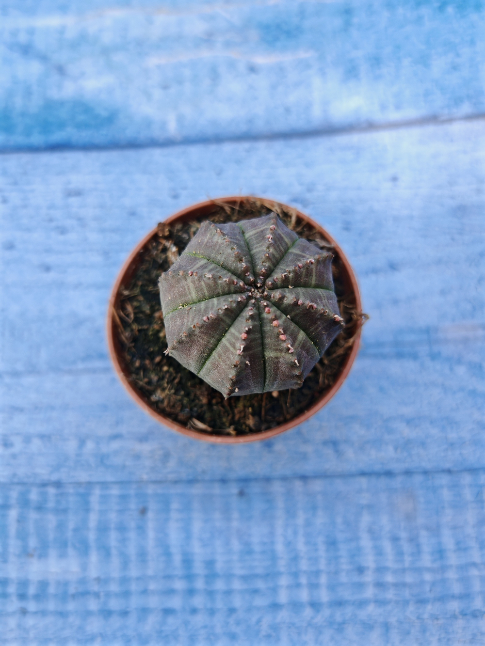 Euphorbia Obesa (Эуфорбия)
