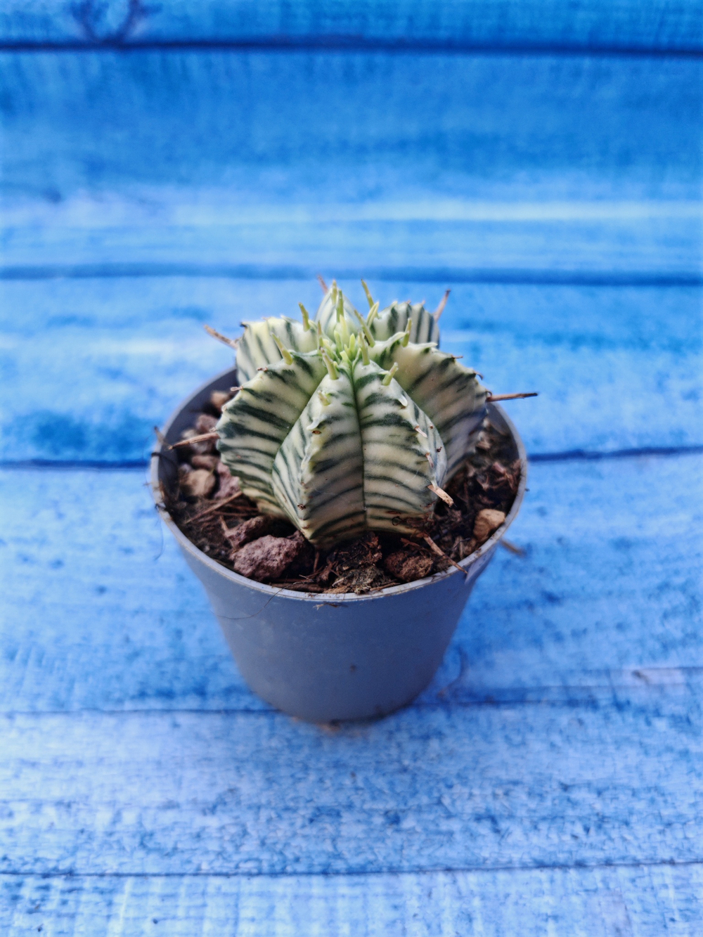 Euphorbia meloformis f. Variegated (Эуфорбия вариегатная)