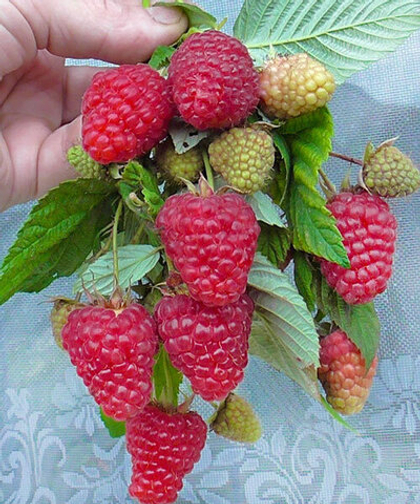 Малина ремонтантная Вайолет