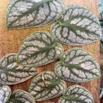 Монстера DUBBIA