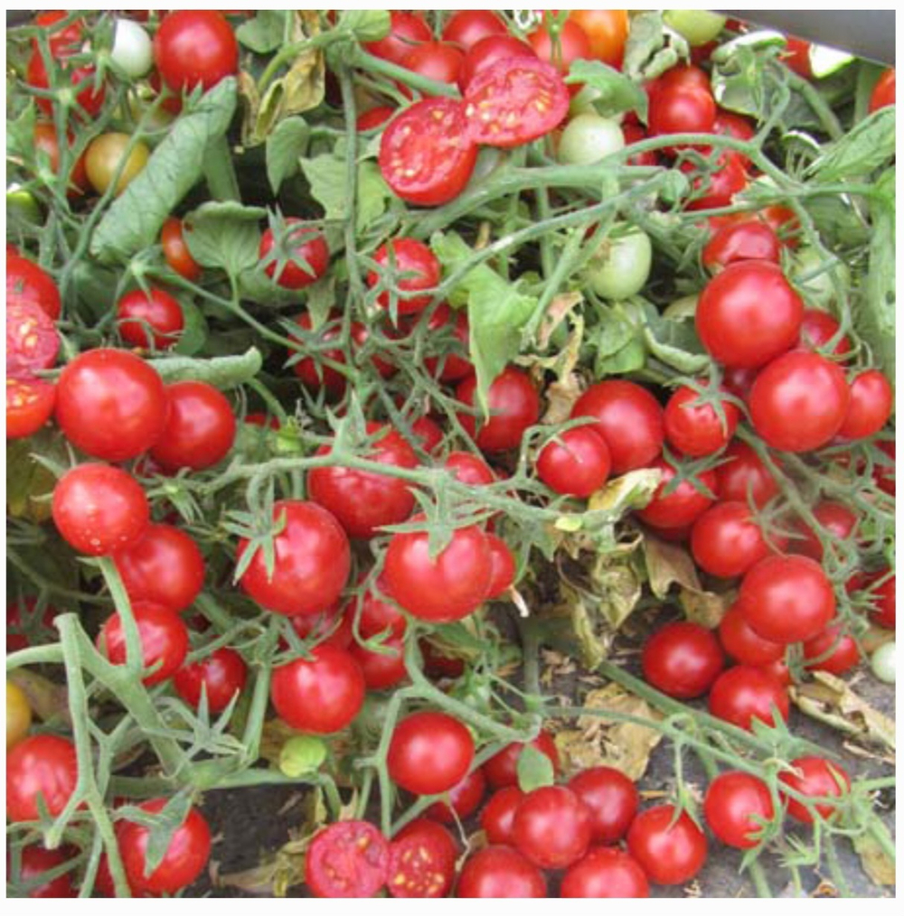 Черри томат Эрколино F1 - Ercolino F1 1000 семян