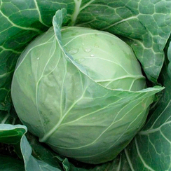 Магнус F1 семена капусты белокочанной (Hazera / Хазера)