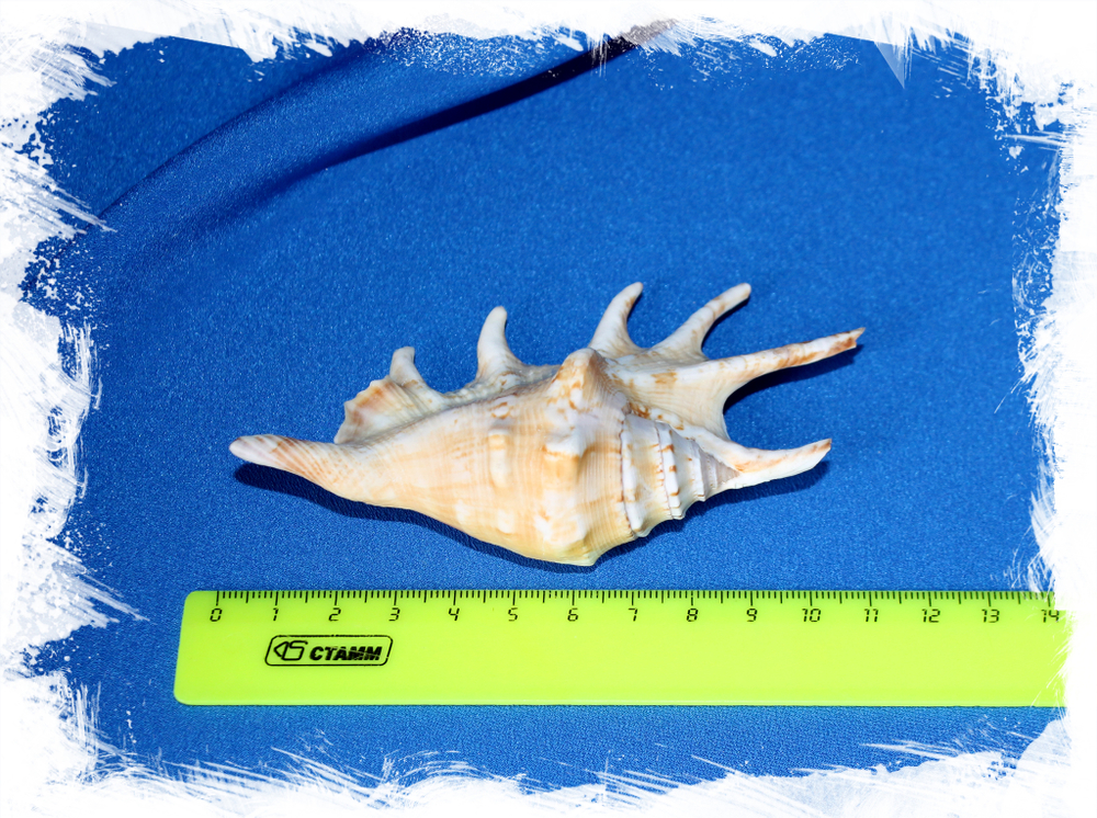 Ракушка Lambis lambis