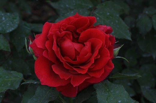 Роза Заед оф Абу Дабим С7 Закупка М57 июнь 2026