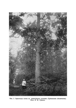 Исследование лесов Воронежской губернии | Морозов Георгий Федорович