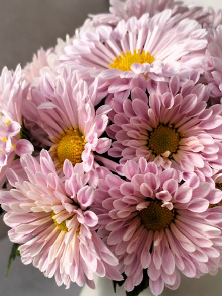 🍀Корейская хризантема Селена / з.7 /поставка весна 2026г/