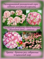 Пеларгония Эпл Блоссом Яблоневый цвет
