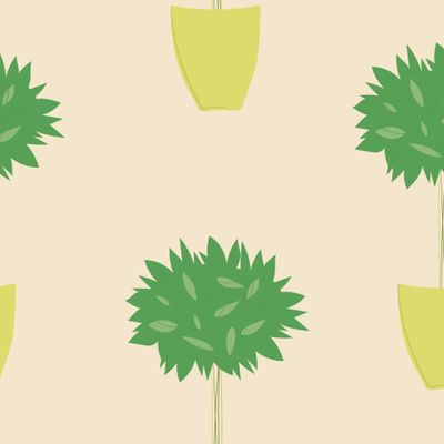 Фикус растение