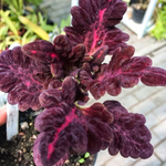 Колеус Бархат ночи  серия Блэк