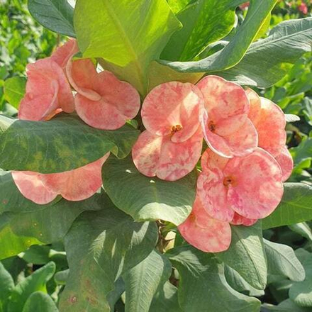 Эуфорбия Миля SEDTHEE RAMA 2