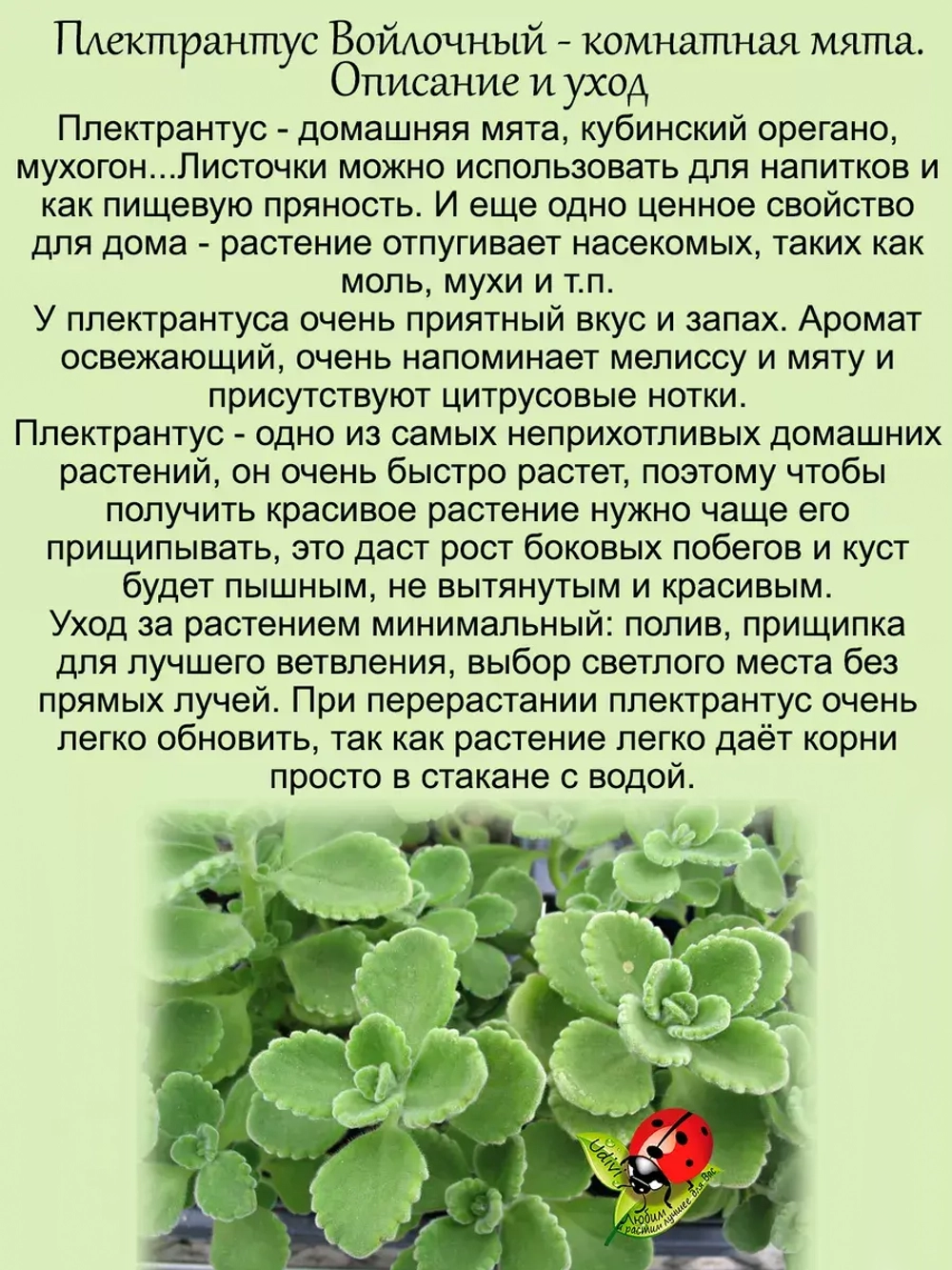 Плектрантус Войлочный комнатная мята