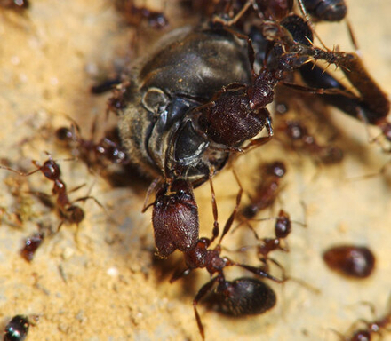 Муравьи Pheidole yeensis