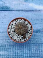 Euphoria Obesa (Эуфорбия)