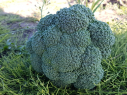 Капуста брокколи Партенон F1 10шт Мировые Семена VITA GREEN