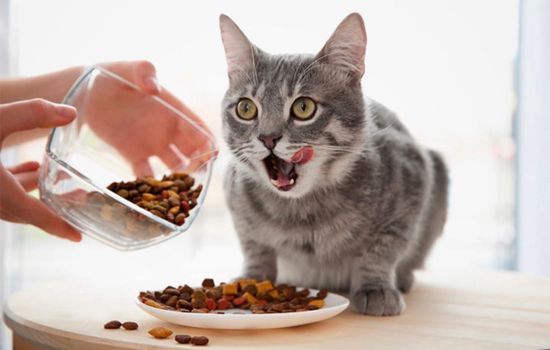 Как приучить котенка к сухому корму