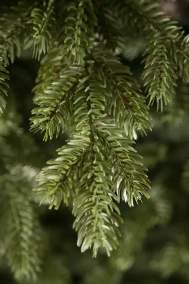 Елка Шервуд Премиум 185 см., литая хвоя+пвх, Triumph Tree (73370)