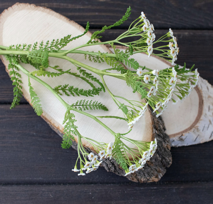 Тысячелистник