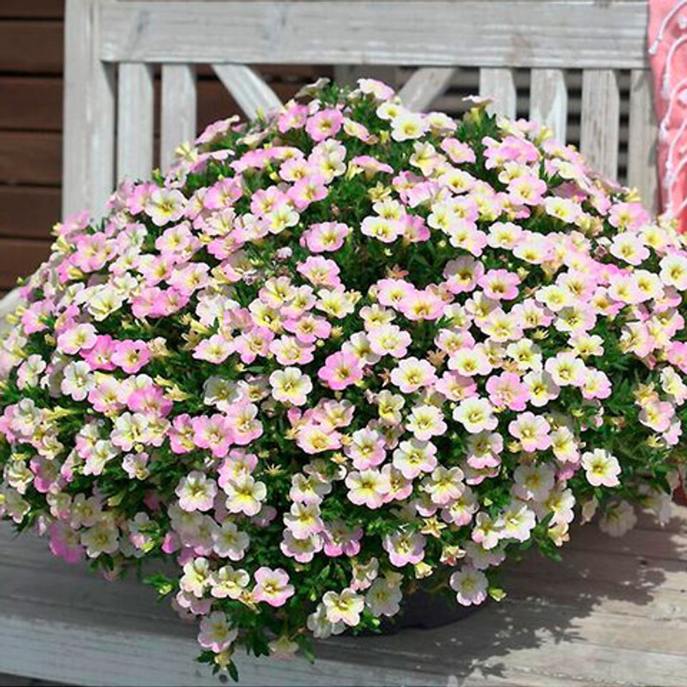 Калибрахоа MINIFAMOUS NEO FANCY FRANCY