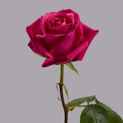 Роза Pink Floyd, плантация Tessa | Опт