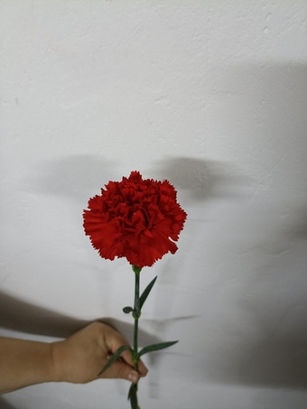 Гвоздика красная