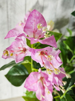 Бугенвиллия 60см в кашпо