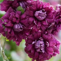 Клематис фиолетовый Пурпуреа Плена Элеганс Закупка М33 апрель 2026