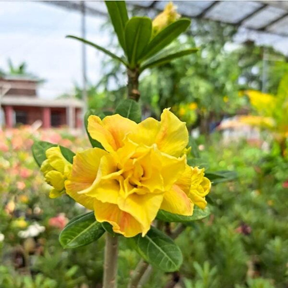 Адениум JAMPIRASA