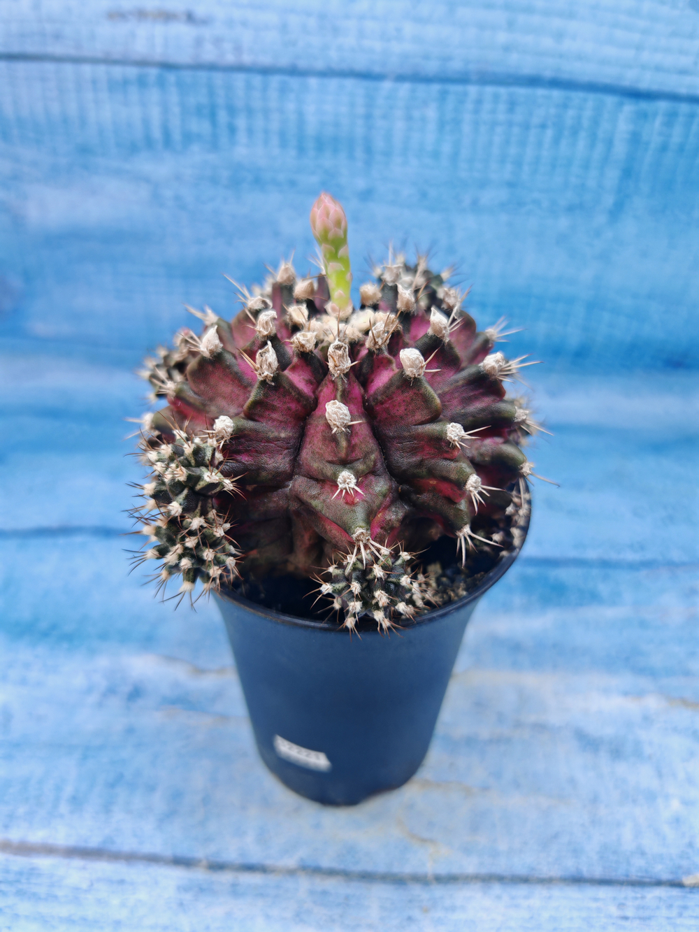 Gymnocalycium T-Rex Pink hybrid (Гимнокалициум T-rex)