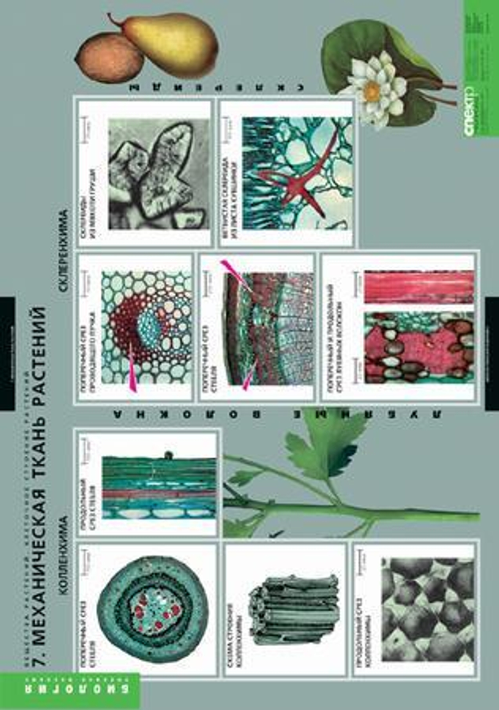 Комплект таблиц "Вещества растений. Клеточное строение" (12табл.)