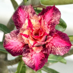 Адениум обесум HONG YOK