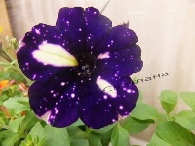 П13 Петуния happytoonia starry blue