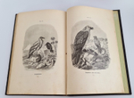 "Пернатые хищники. Популярные очерки из мира русских хищных птиц". Д.Н.Кайгородов. 1906 г.
