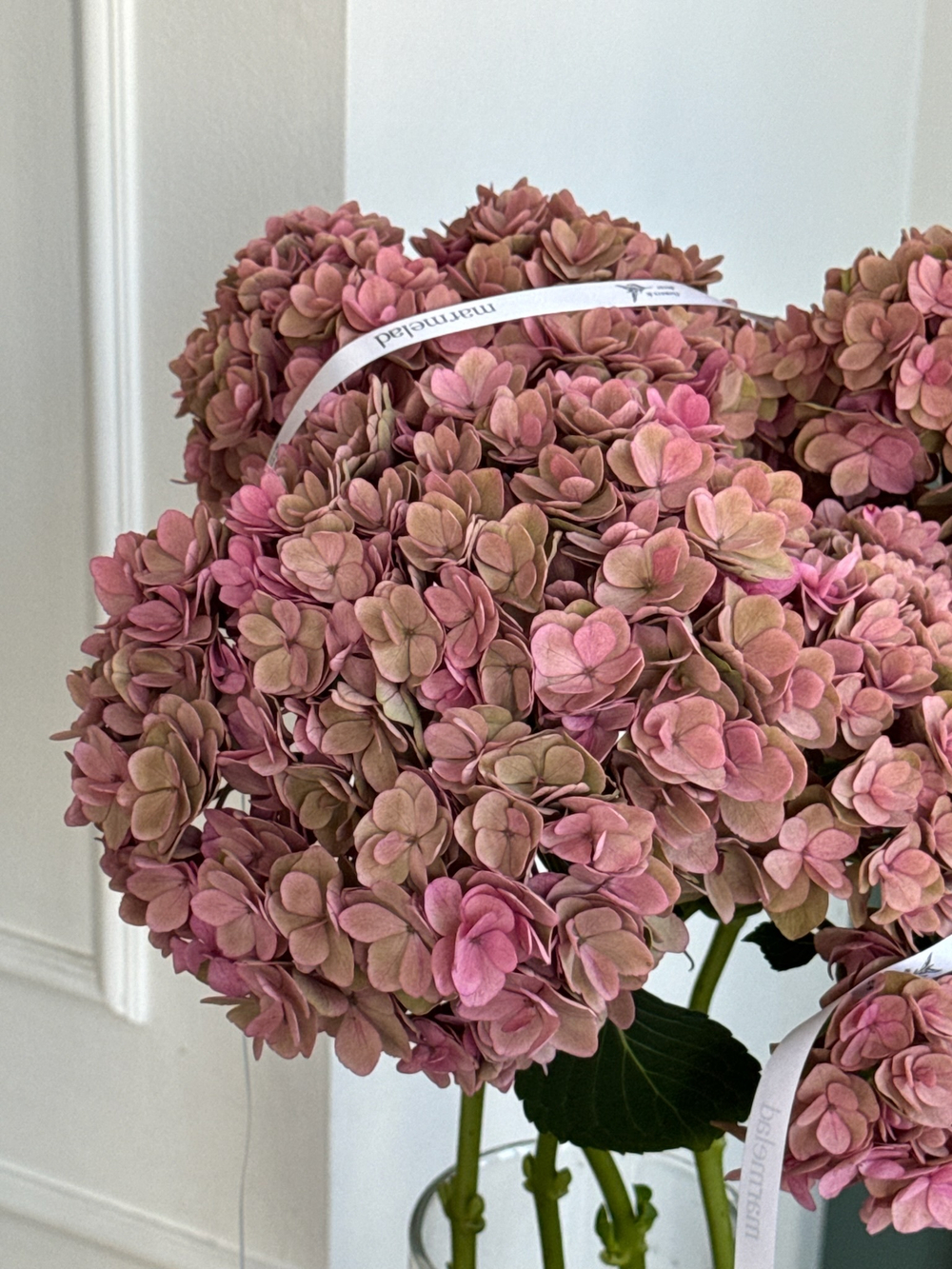 Гортензия в темно-розовом оттенке